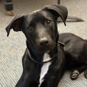 Meet your Posher, Wolfie